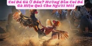 Coi Đá Gà Ở Đâu? Hướng Dẫn Coi Đá Gà Hiệu Quả Cho Người Mới